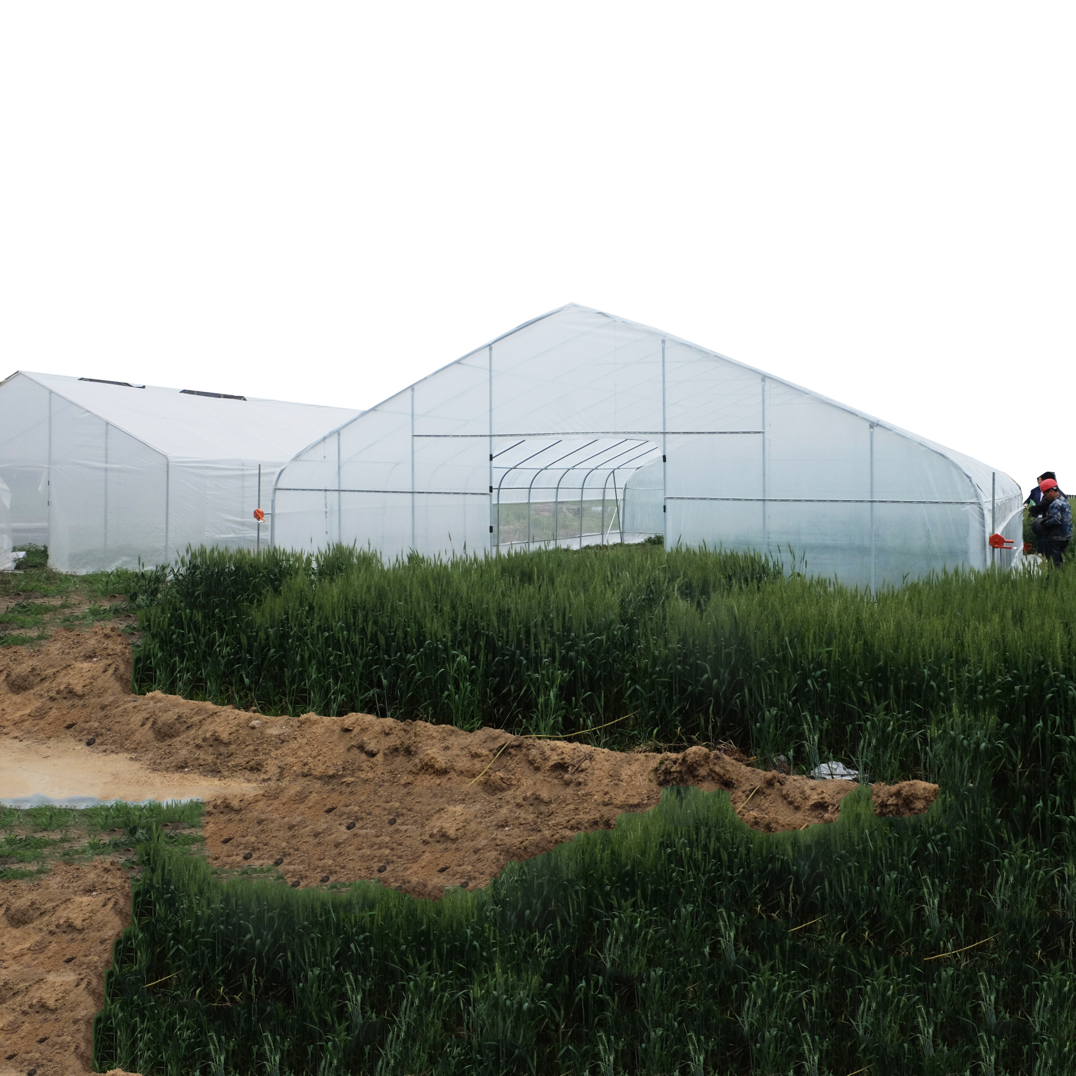 Serre agricole à travée unique, cerceau à faible coût, serre tunnel résistante aux UV